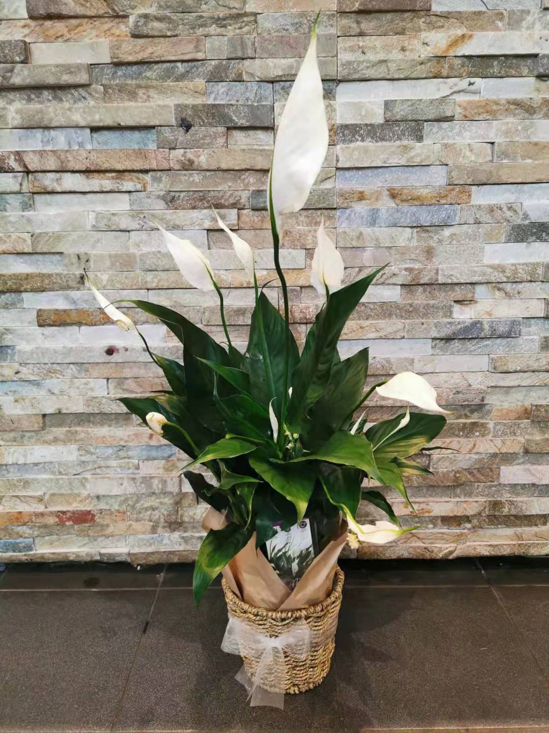 Peace Lilly in the pot