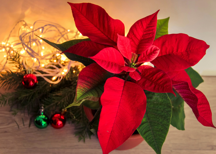 Christmas Flowers Tarneit