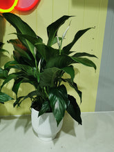 Load image into Gallery viewer, Peace lilly in the ceremic pot
