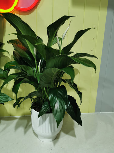 Peace lilly in the ceremic pot