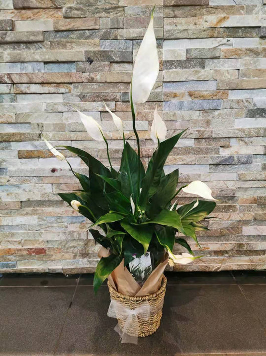 Peace Lilly in the pot