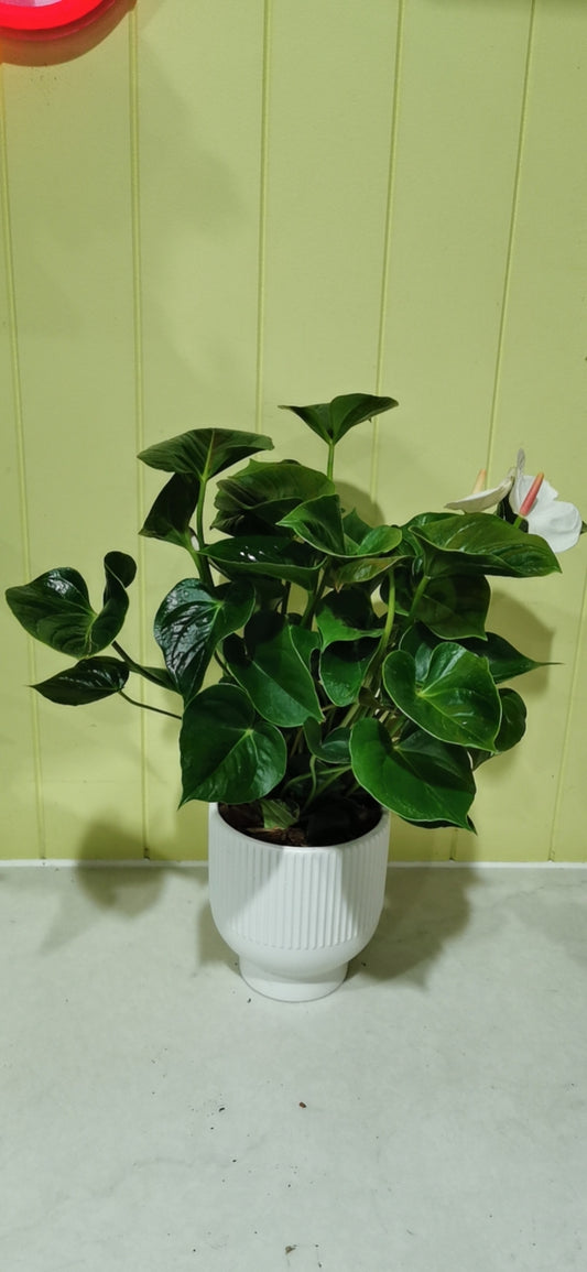 Anthurium Plant in a Ceramic Pot